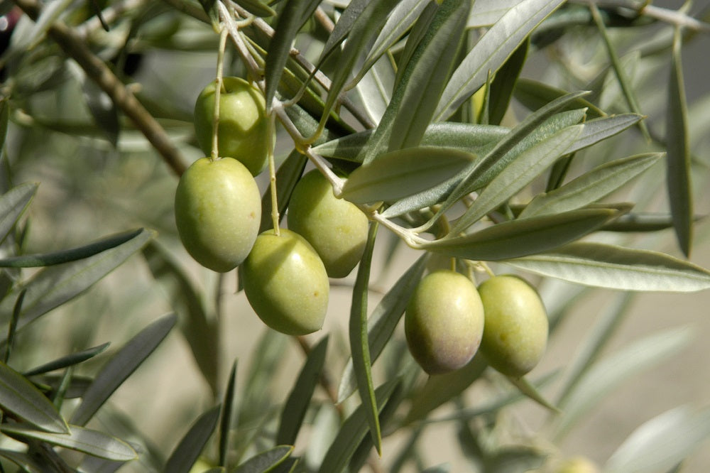 CARRASQUEÑO